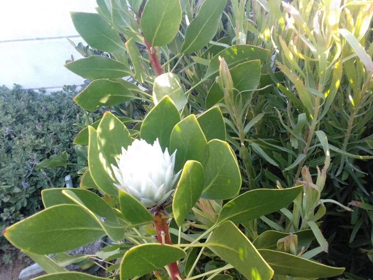 Coco De Mer Self Catering Log 1 Lambertʼs Bay 外观 照片